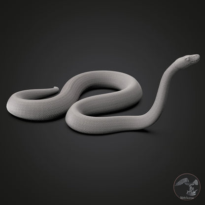 Python Regius