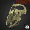 Protoceratops andrewsi life sized skull