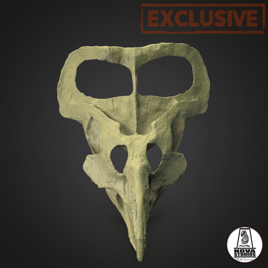 Protoceratops andrewsi life sized skull