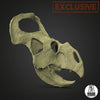 Protoceratops andrewsi life sized skull