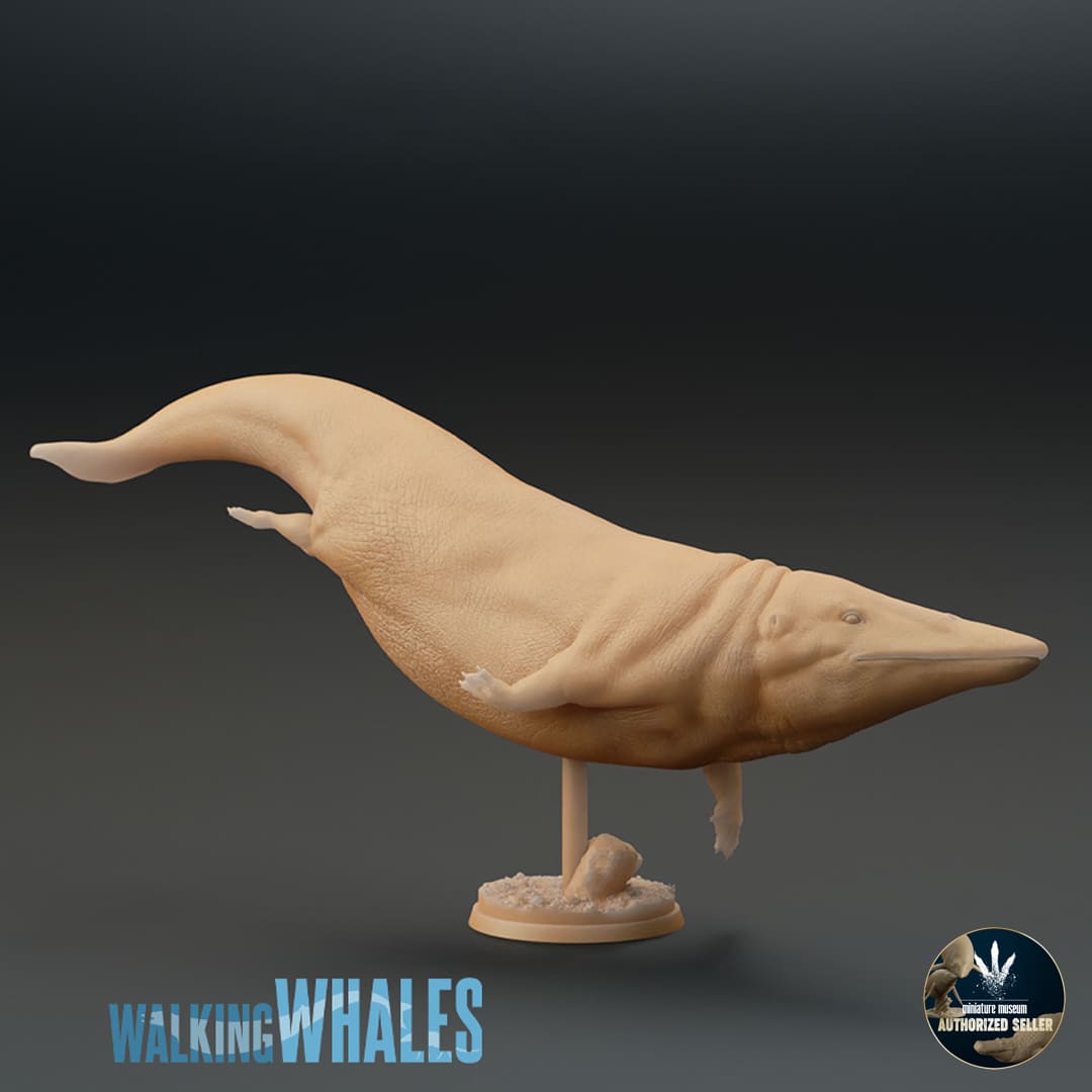 Protocetus atavus dinosauriacreatures