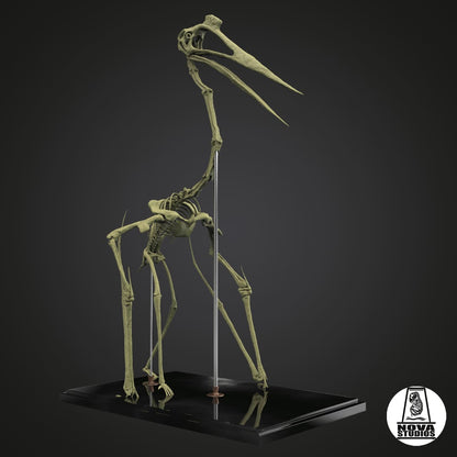 Quetzalcoatlus northropi-Skelett