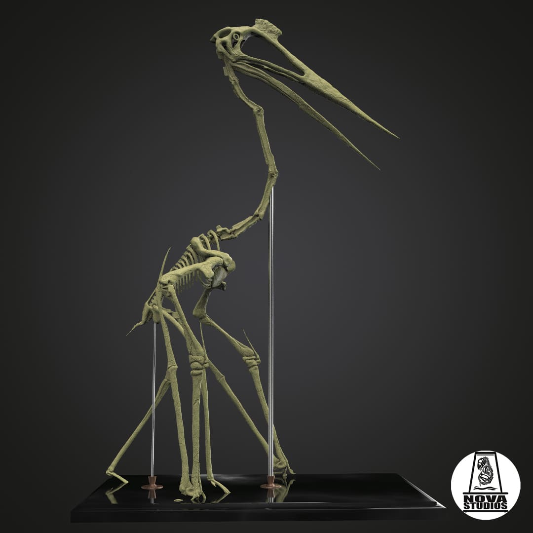 Quetzalcoatlus northropi-Skelett