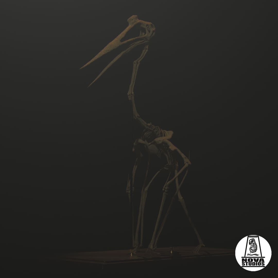 Quetzalcoatlus northropi-Skelett