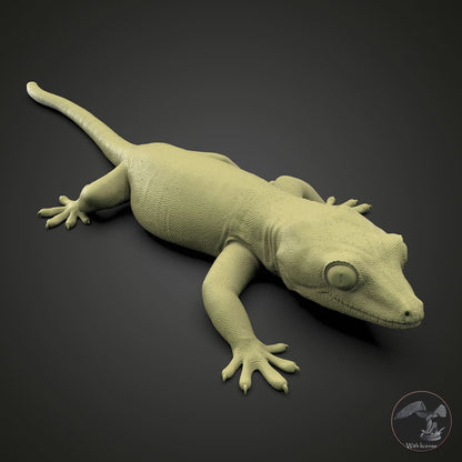 Rhacodactylus auriculatus (Gargoyle Gecko)