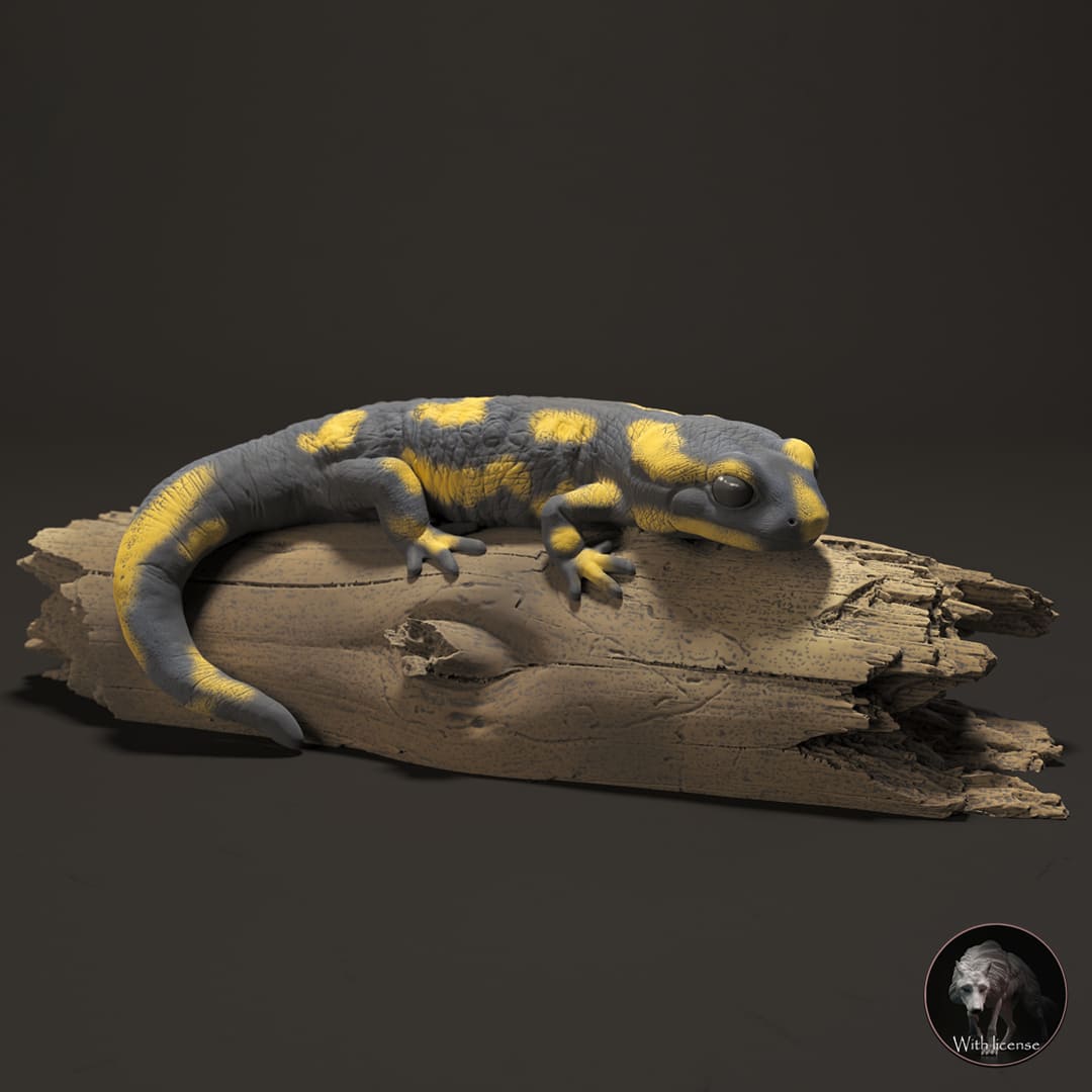 Salamander Salamander