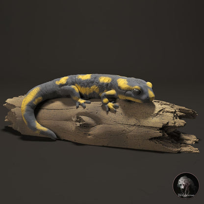 Salamander Salamander