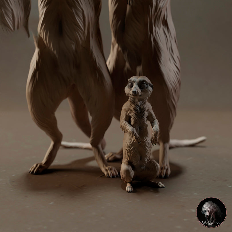 Meerkats