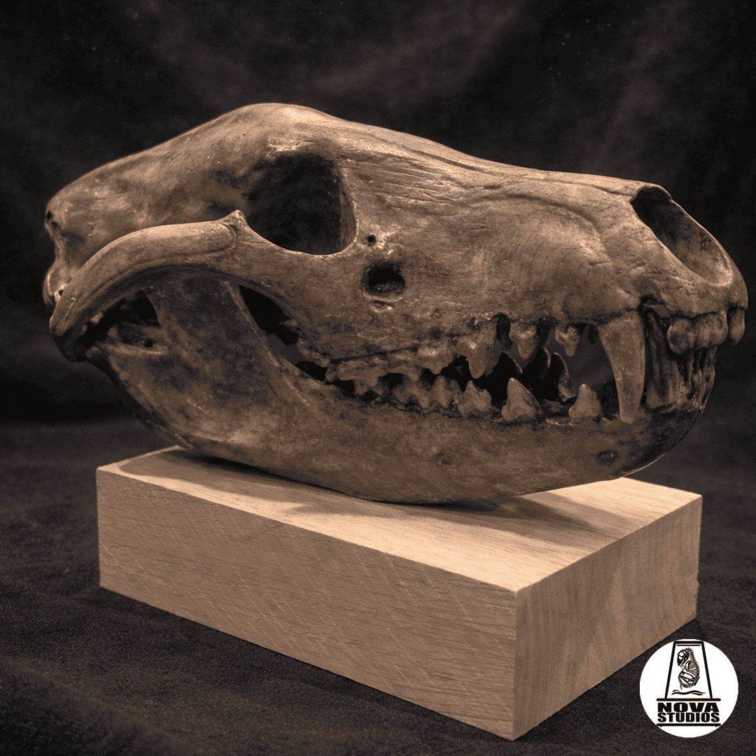 Thylacinus cynocephalus