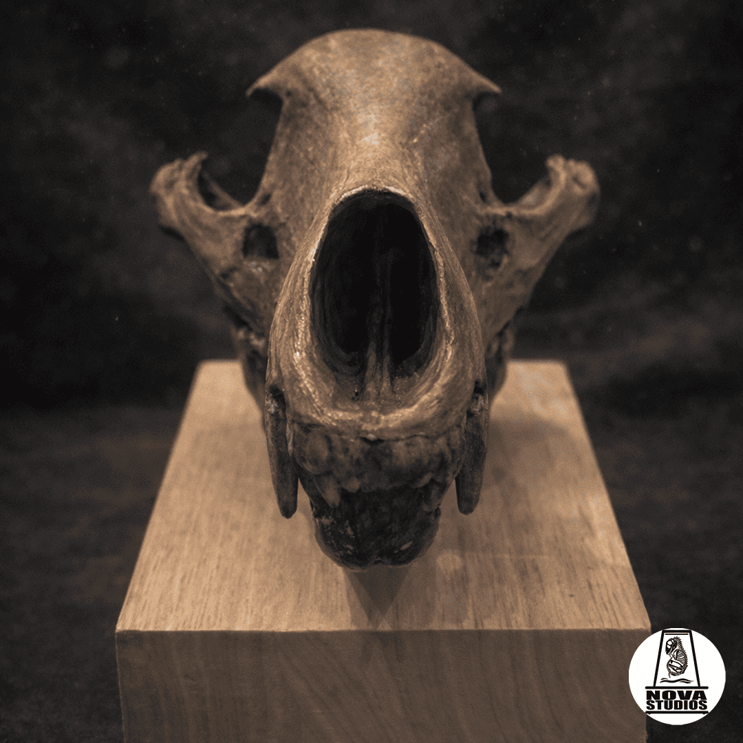 Thylacinus cynocephalus