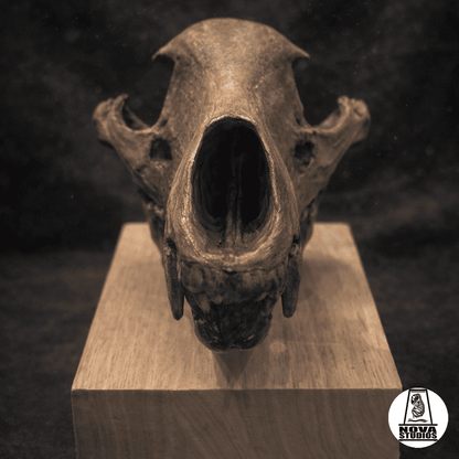 Thylacinus cynocephalus