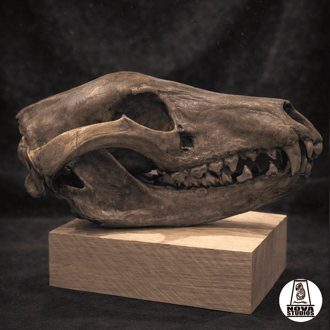 Thylacinus cynocephalus