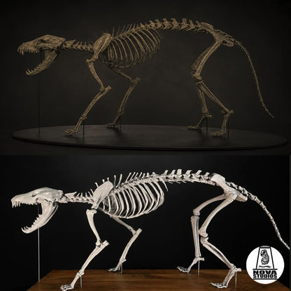 Thylacinus cynocephalus