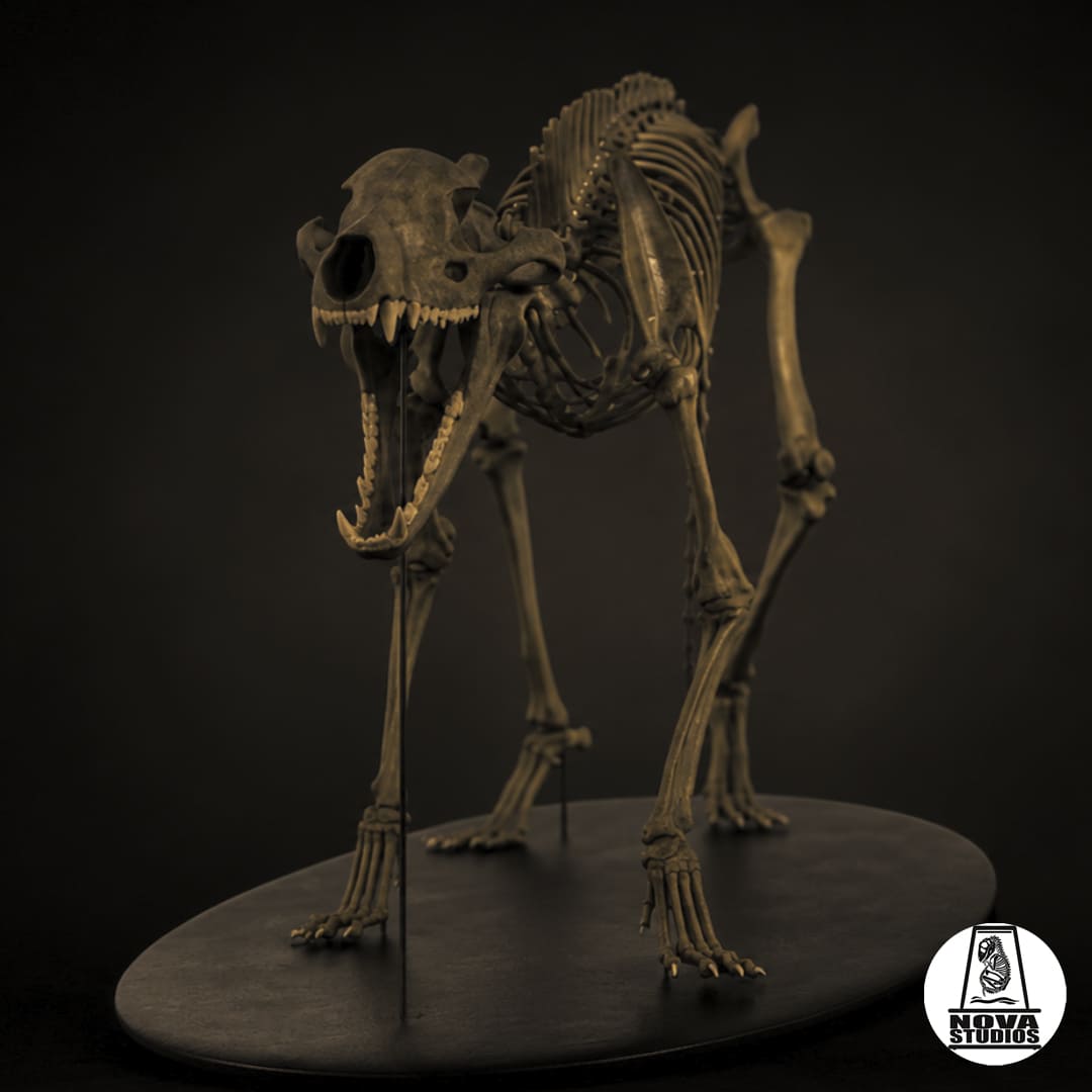 Thylacinus cynocephalus