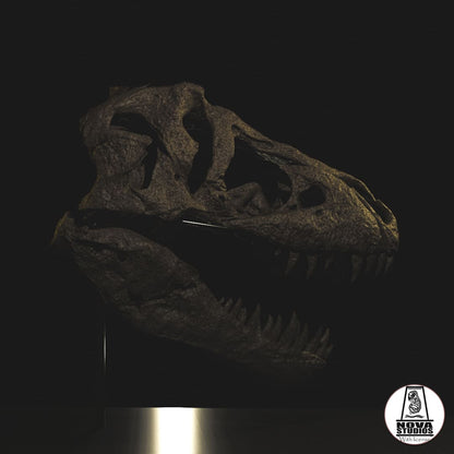 Tyrannosaurus rex skull `Maximus´