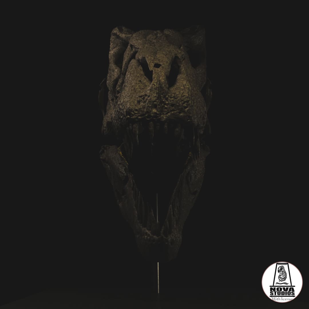 Tyrannosaurus rex skull `Maximus´