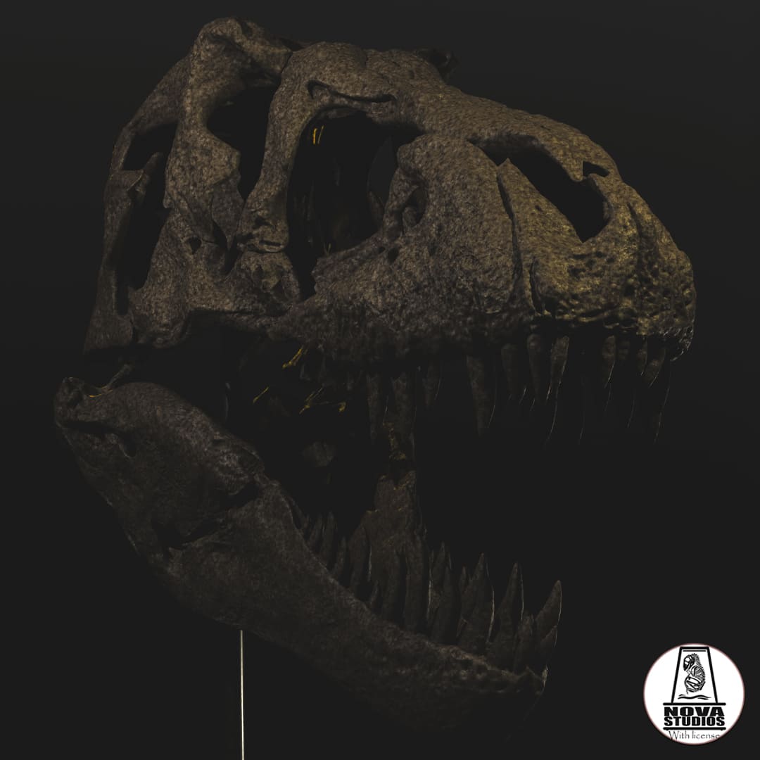 Tyrannosaurus rex skull `Maximus´