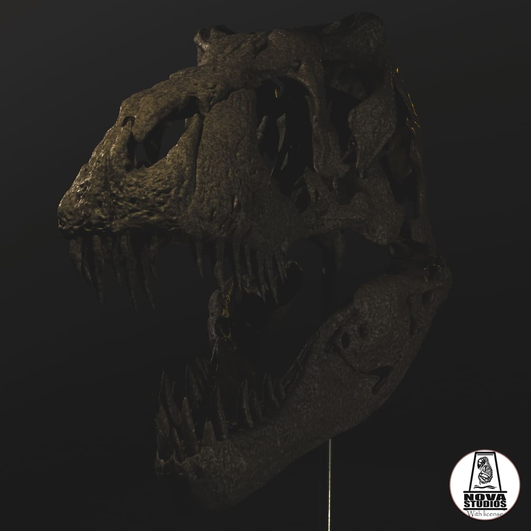 Tyrannosaurus rex skull `Maximus´