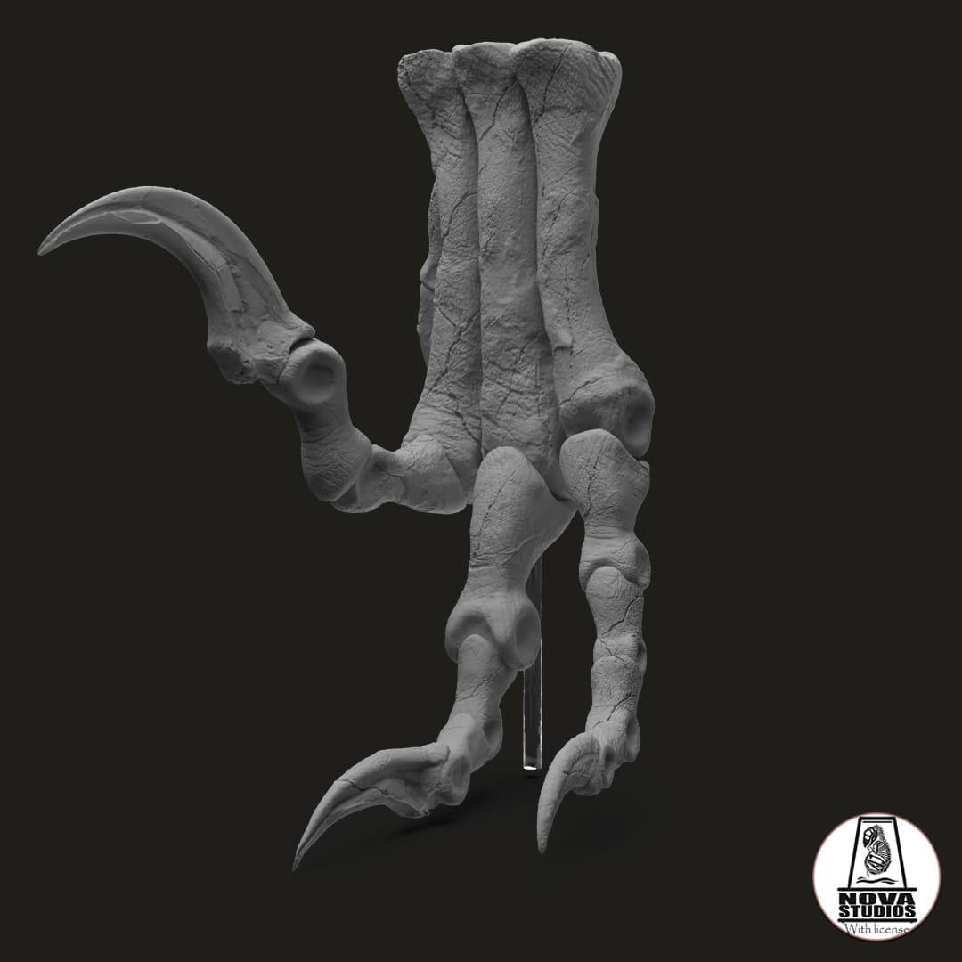 Utahraptor foot