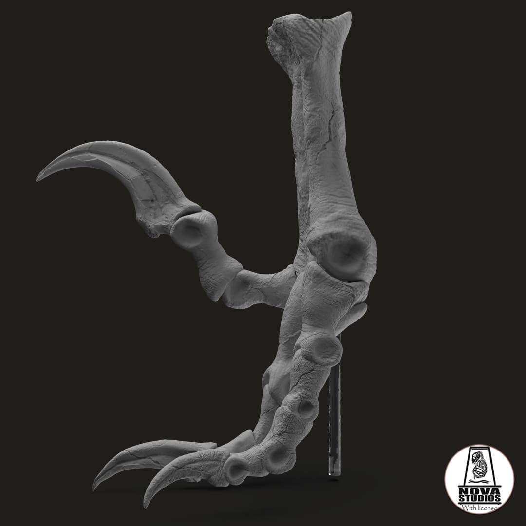 Utahraptor foot – Dinosauria Creatures