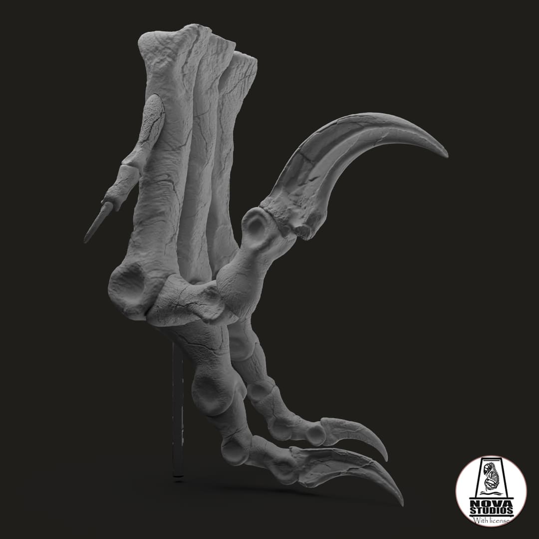 Utahraptor foot – Dinosauria Creatures
