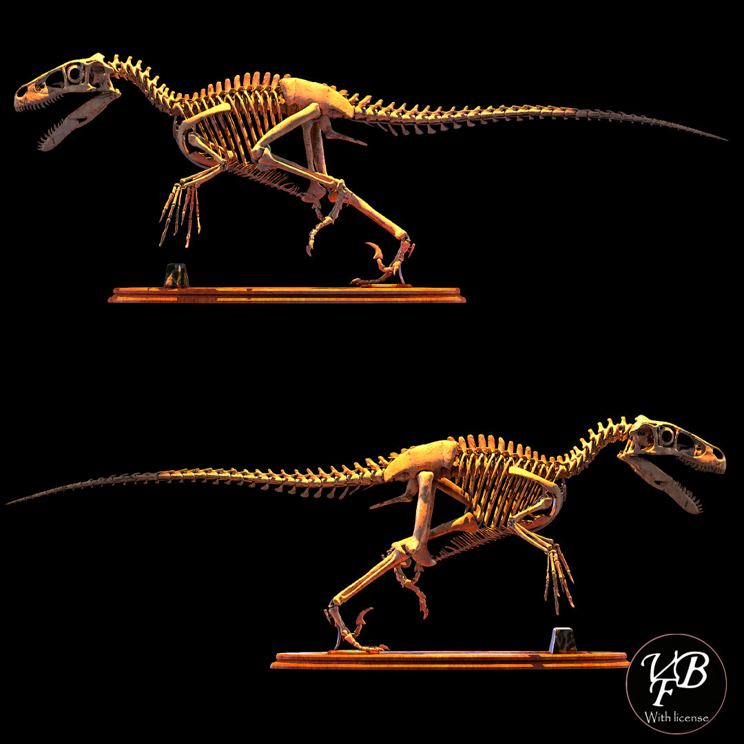 Utah Raptor Body Base Utahraptor Skeleton Head