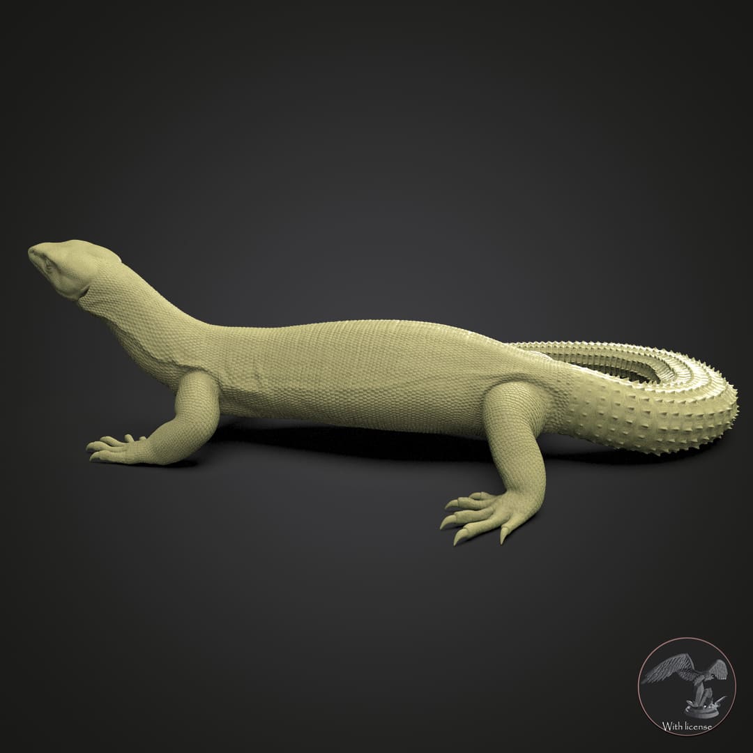 Varanus acanthurus (Ankie-Waran)