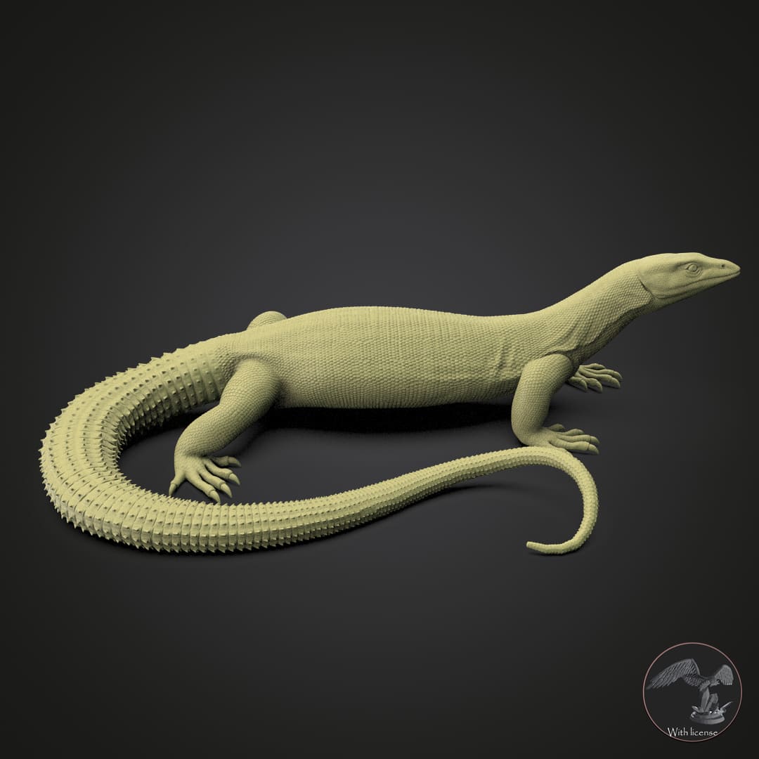 Varanus acanthurus (Ankie Monitor)