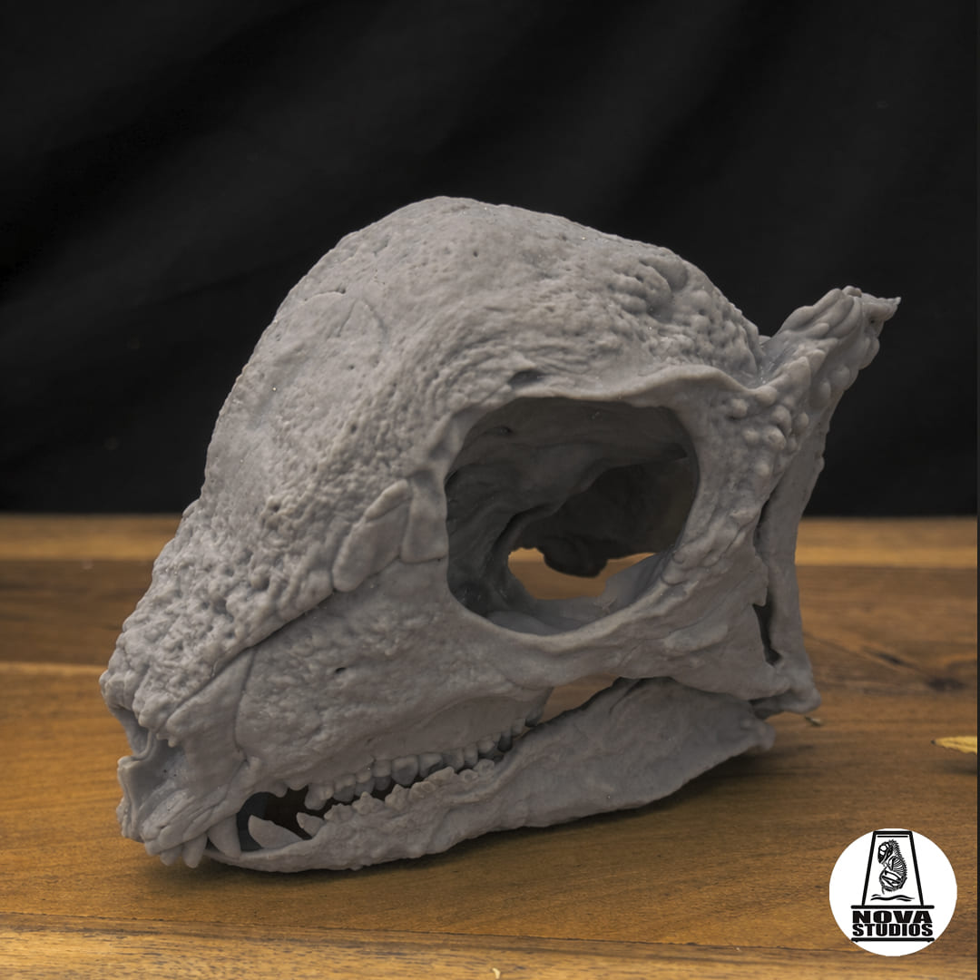 Zavacephale rinpoche skull