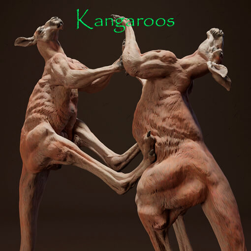 Kangaroos