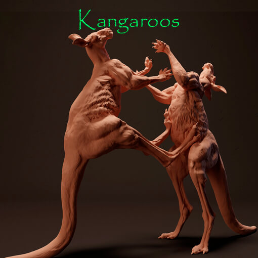 Kangaroos