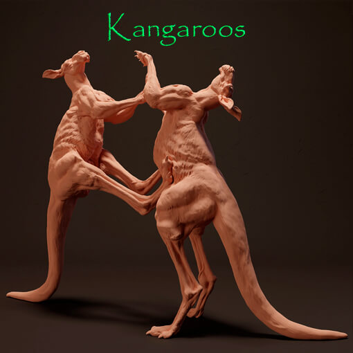 Kangaroos