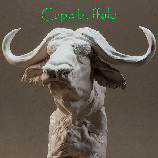 Cape buffalo