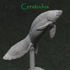 Ceratodus