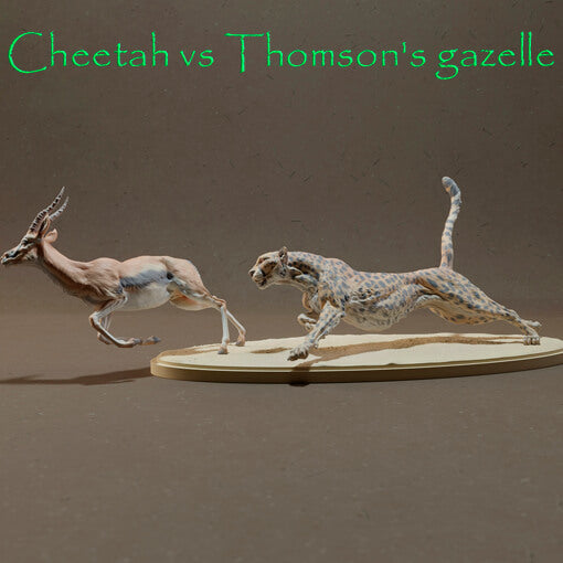 Cheetah Vs Thomson's Gazelle