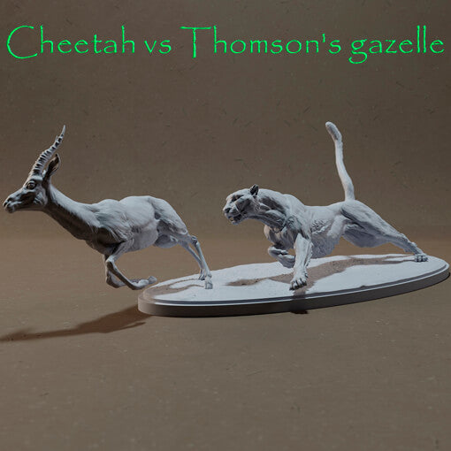 Cheetah Vs Thomson's Gazelle