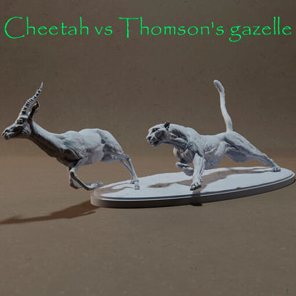 Gepard gegen Thomsons Gazelle