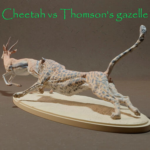 Cheetah Vs Thomson's Gazelle