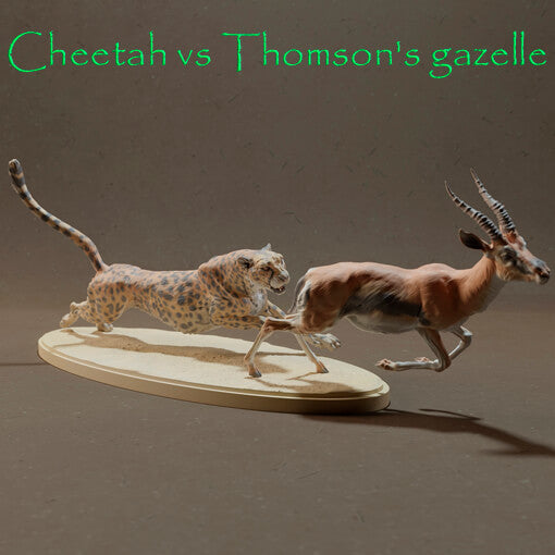 Cheetah Vs Thomson's Gazelle