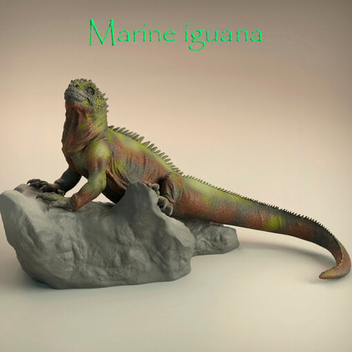 Marine Iguana