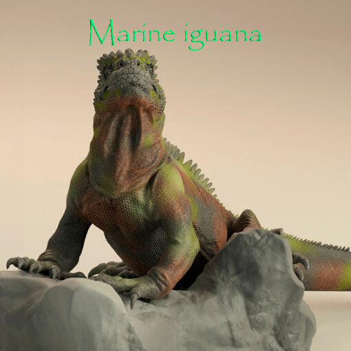 Iguana marina