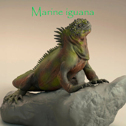 Iguana marina