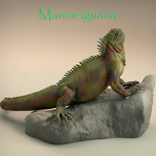 Iguana marina