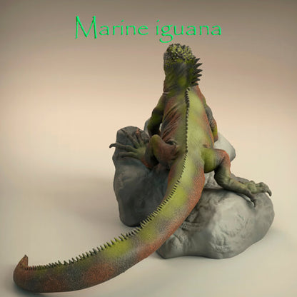 Iguana marina