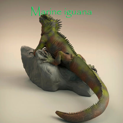 Iguana marina