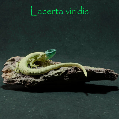 Lagarto verde Europeo