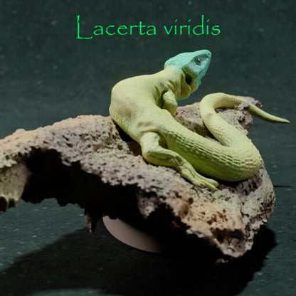 Lagarto verde Europeo