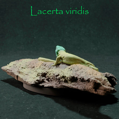 Lagarto verde Europeo