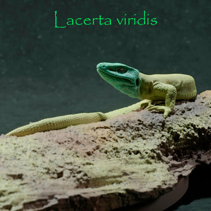 Lagarto verde Europeo