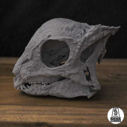 Zavacephale rinpoche Schädel